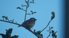 Passer domesticus