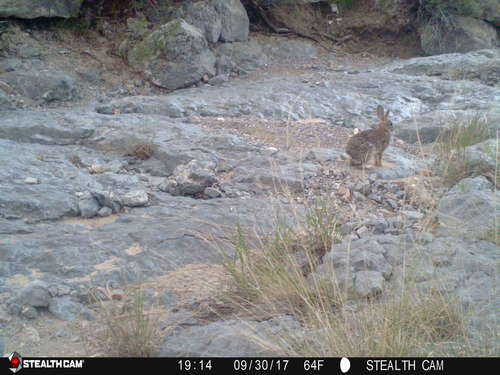 Desert Cottontail