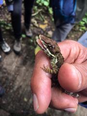 Anolis heterodermus