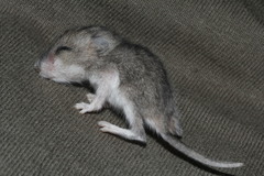 Peromyscus labecula