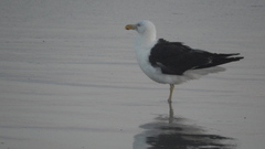Larus dominicanus