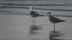 Larus dominicanus