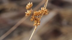 Juncus cooperi