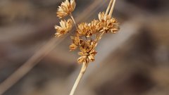 Juncus cooperi