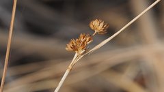 Juncus cooperi