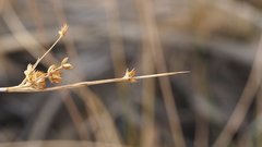 Juncus cooperi