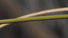 Juncus cooperi