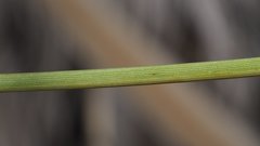 Juncus cooperi