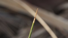Juncus cooperi