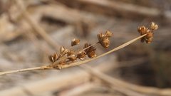 Juncus cooperi