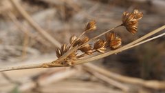 Juncus cooperi