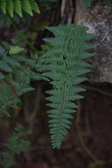 Myriopteris alabamensis