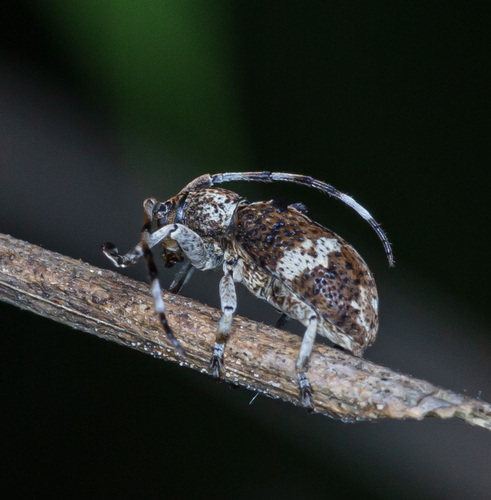 Pterolophia subaffinis