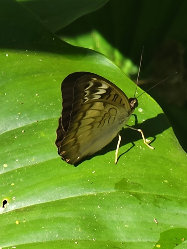 Long-lined Viscount