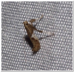 Caloptilia stigmatella