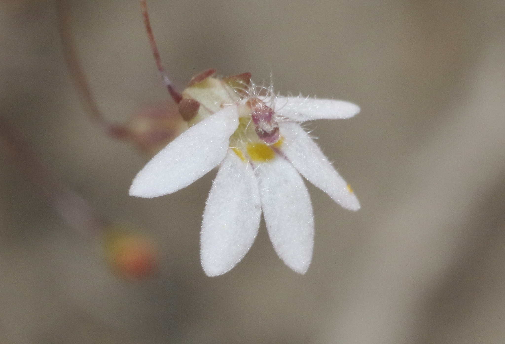 Nemacladus secundiflorus var. secundiflorus