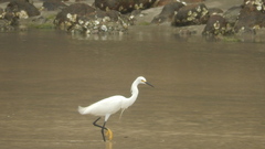 Egretta thula