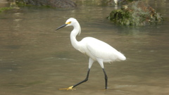 Egretta thula