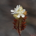 Drosera roseana - Photo (c) geoffbyrne, some rights reserved (CC BY-NC)
