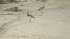 Vanellus chilensis