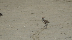 Vanellus chilensis