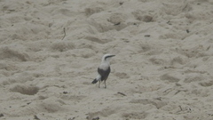 Fluvicola nengeta
