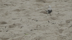 Fluvicola nengeta