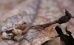 Clavulina castaneipes