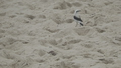 Fluvicola nengeta