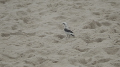 Fluvicola nengeta