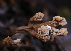 Clavulina castaneipes