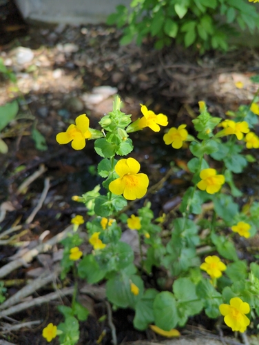 Mimulus guttatus iNat (2)