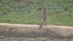 Mimus saturninus