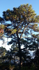 Pinus