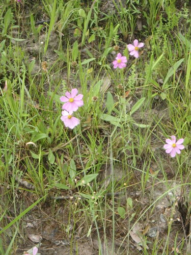 Image of Coreopsis nudata by (c) Tom and T Herman, some rights reserved (CC BY)