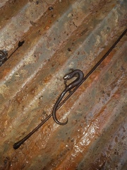 Plethodon electromorphus