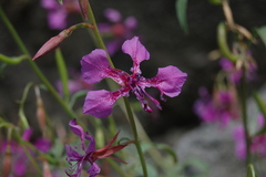 Clarkia mildrediae mildrediae