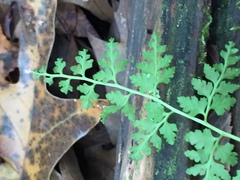 Cystopteris protrusa