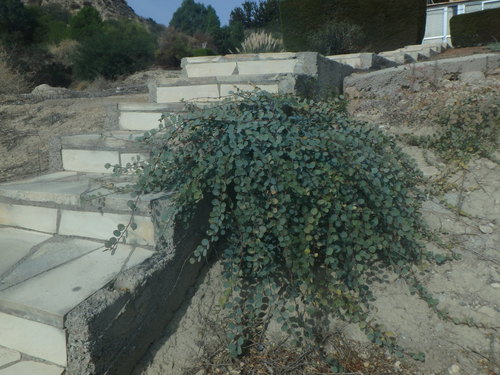 Ein weiteres Foto von Caper bush