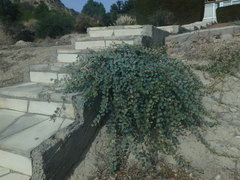 Capparis spinosa — photo 3