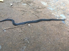 Storeria hidalgoensis