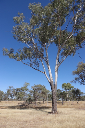 Eucalyptus orgadophila