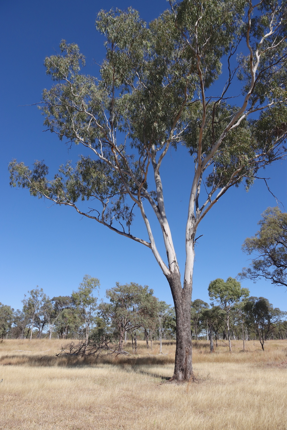 Eucalyptus orgadophila