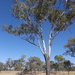 Eucalyptus orgadophila - Photo (c) Malcolm Tattersall, algunos derechos reservados (CC BY-NC), subido por Malcolm Tattersall