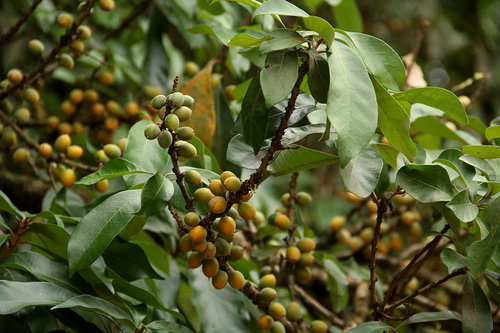 Synsepalum brevipes