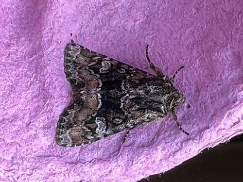 Abromiade du Millet (L')