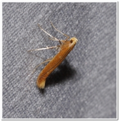 Caloptilia invariabilis
