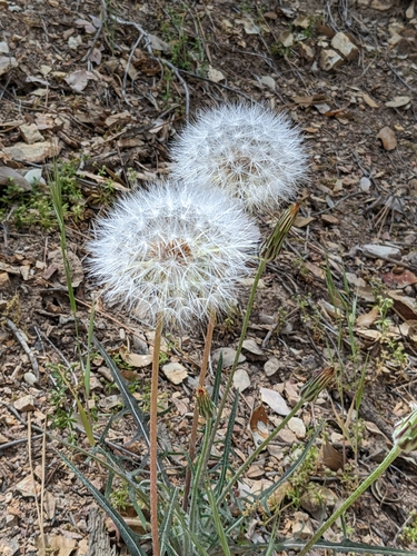 Large-flowered Agoseris fruiting