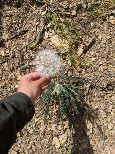 Large-flowered Agoseris