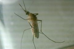 Culex pipiens